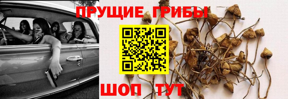 Галлюциногенные грибы GOLDEN TEACHER  купить   Елабуга  Псилоцибиновые грибы Psilocybine cubensis 